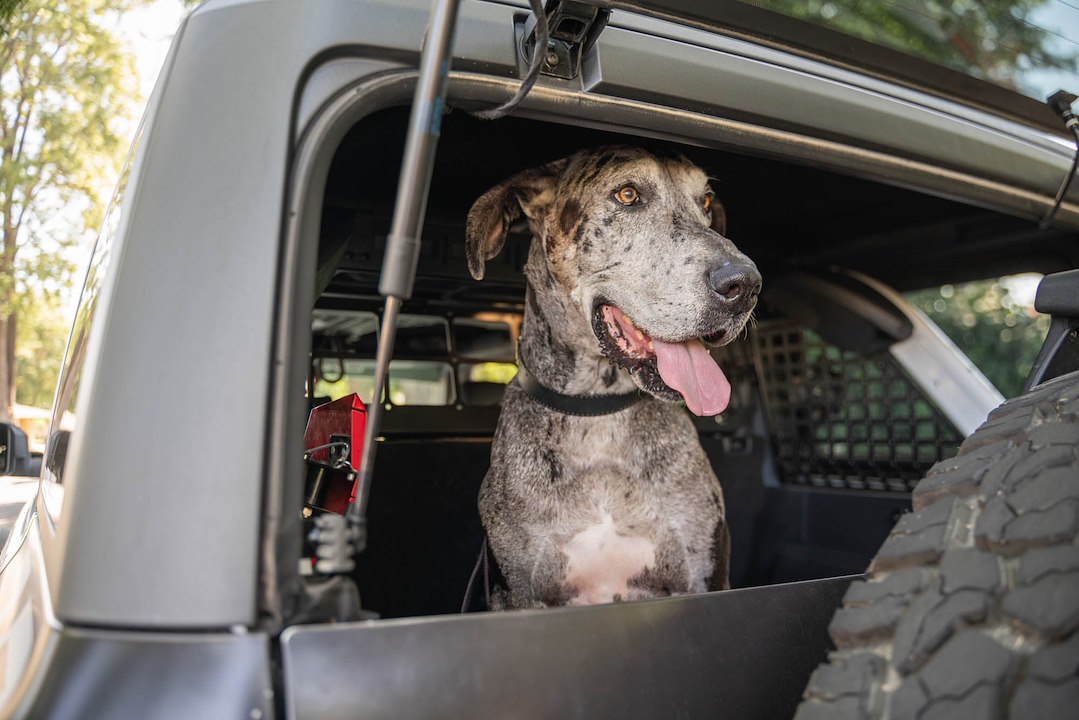 DV8 Offroad MPBR-10 Pet Separation Barrier