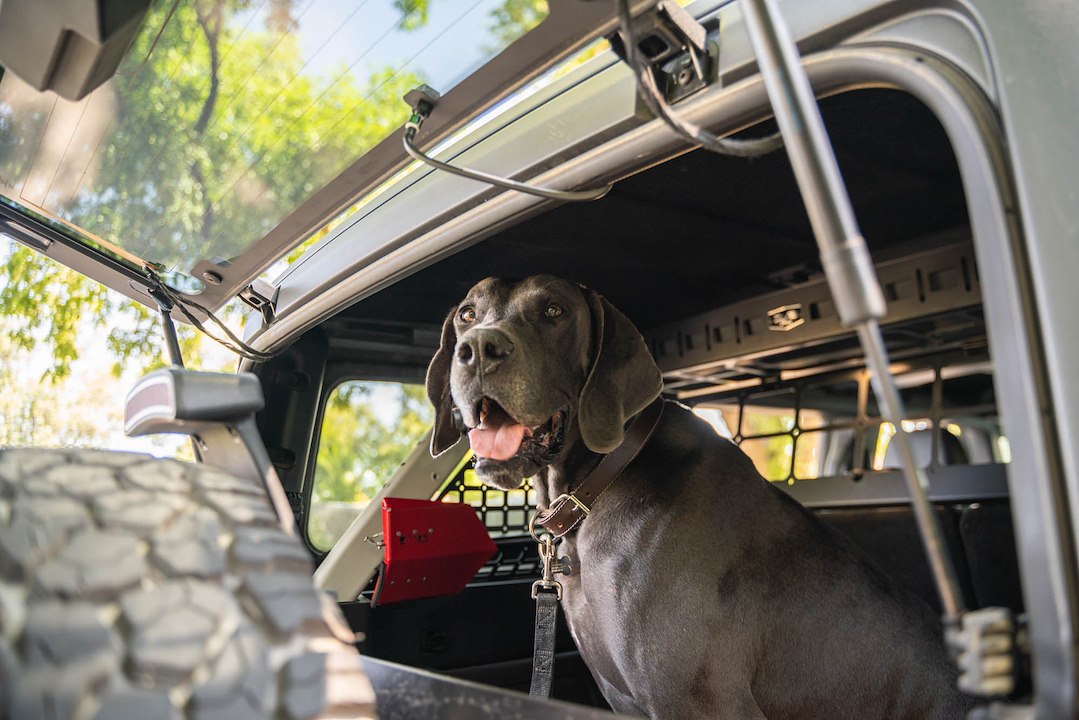 DV8 Offroad MPBR-10 Pet Separation Barrier